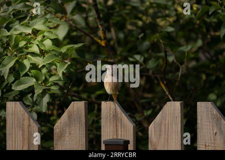 Phoenicurus ochruros famille Muscicapidae genre Phoenicurus Redstart noir, Tithys redstart, blackstart, noir Redtail photographie d'oiseaux sauvages, pi Banque D'Images