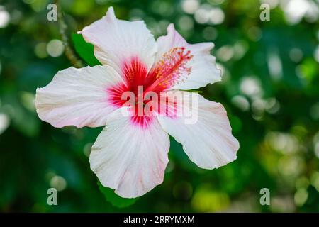 Hibiscus syriacus fleur blanche en gros plan Banque D'Images