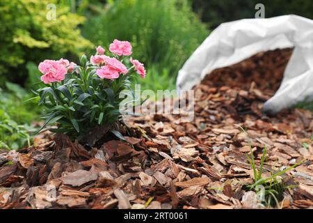 Belles fleurs paillées avec des copeaux d'écorce dans le jardin. Espace pour le texte Banque D'Images