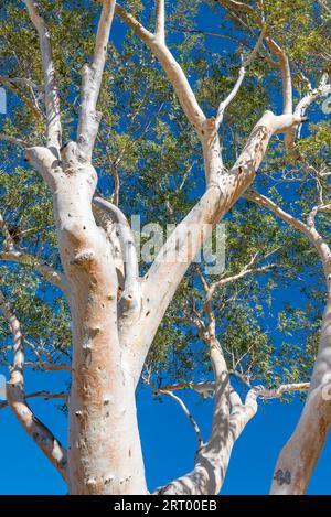 Une gomme rouge de rivière (Eucalyptus camaldulensis) entièrement cultivée dans le centre de l'Australie, territoire du Nord Banque D'Images