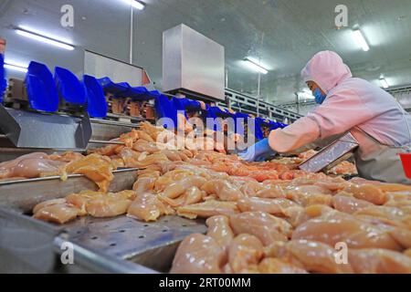 COMTÉ de LUANNAN, province du Hebei, Chine - septembre 14 : les travailleurs sont occupés dans l'usine sur la ligne de production de segmentation de poulet Banque D'Images