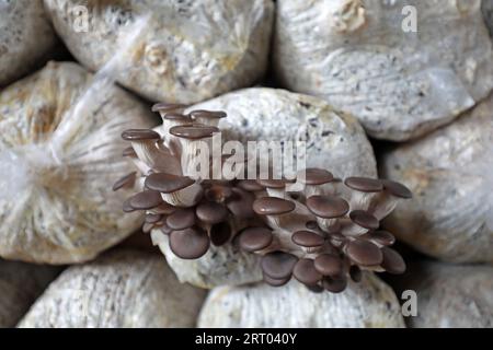 Croissance normale de champignons comestibles dans le sac, Chine du Nord Banque D'Images