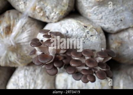 Croissance normale de champignons comestibles dans le sac, Chine du Nord Banque D'Images