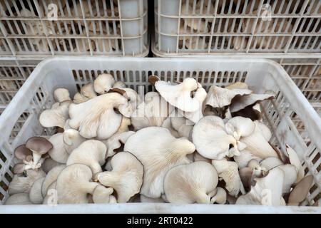 Champignons comestibles dans un panier en plastique blanc, Chine du Nord Banque D'Images