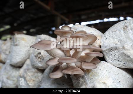 Croissance normale de champignons comestibles dans le sac, Chine du Nord Banque D'Images