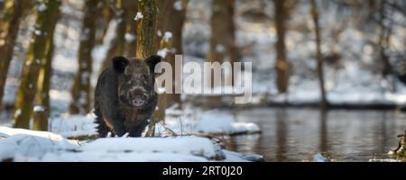 Cochon sauvage avec neige.Jeune sanglier, sus scrofa, dans une forêt d'hivernage.Scène sauvage de la nature Banque D'Images