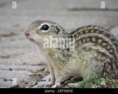 Écureuil de sol à treize lignes (Ictidomys tridecemlineatus) au Colorado, aux États-Unis Banque D'Images