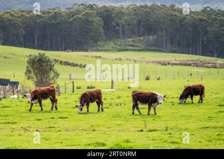 vaches de boeuf hereford dans un champ sur l'herbe verte Banque D'Images