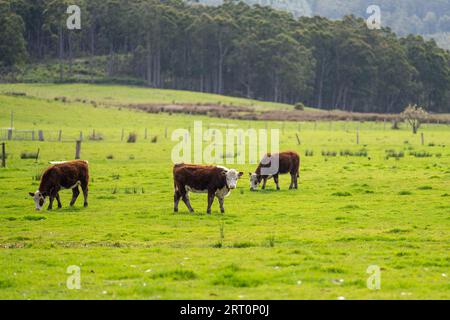 vaches de boeuf hereford dans un champ sur l'herbe verte Banque D'Images