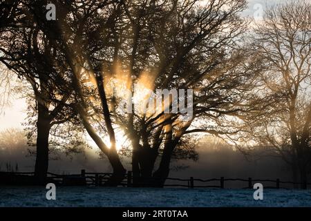 Sunburst à travers les arbres par une matinée glaciale à Somerset, Royaume-Uni Banque D'Images