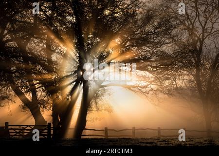 Sunburst à travers les arbres par une matinée glaciale à Somerset, Royaume-Uni Banque D'Images