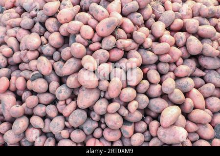 Déterré des pommes de terre rouges en vrac sur le terrain comme arrière-plan Banque D'Images
