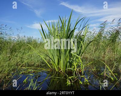 Limnodium. Drapeau bleu jaune (Iris pseudacorus). Plantez avec des fruits sur les marches des marais du Nord. Fourrés de roseau commun et couchent autour Banque D'Images