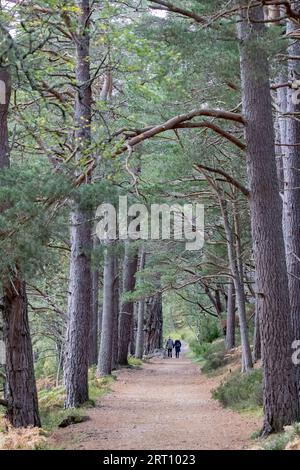 Promeneurs dans les bois autour du loch an eilein dans le parc national de Cairngorms, Écosse, Royaume-Uni Banque D'Images