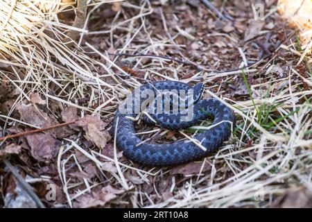 Polymorphisme de la couleur animale. Une forme intermédiaire rare de coloration additive (Vipera berus) du noir au morphe clair. Europe du Nord-est Banque D'Images