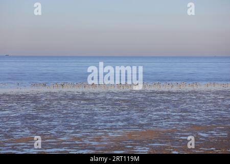 Oiseaux habitant les plages de la mer de Bohai, Chine du Nord Banque D'Images