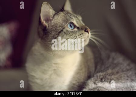 Portrait d'un joli chat aux yeux bleus Banque D'Images