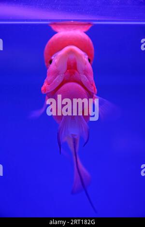 corne de fleur dans l'aquarium bleu, gros plan de la photo Banque D'Images