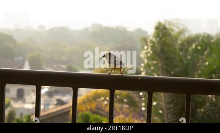 Tisserand Baglafecht (Ploceus baglafecht) sur une balustrade de balcon regardant dans l'horison Banque D'Images