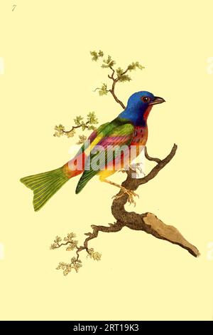 La bandoulière peinte (Passerina ciris) [ici Ciris, Emberiza, ] est une espèce d'oiseau de la famille cardinale, les Cardinalidae. Il est originaire d'Amérique du Nord. Le plumage brillant du mâle ne vient que dans la deuxième année de vie ; dans la première année, ils ne peuvent être distingués de la femelle que par une inspection minutieuse. Plaque colorée du dépôt du naturaliste, ou, Miscellany mensuelle d'histoire naturelle exotique par Donovan, E. (Edward), 1768-1837 Volume 1 1823 composé de plaques élégamment colorées avec des directions scientifiques et générales appropriées des produ les plus curieux, rares et beaux Banque D'Images