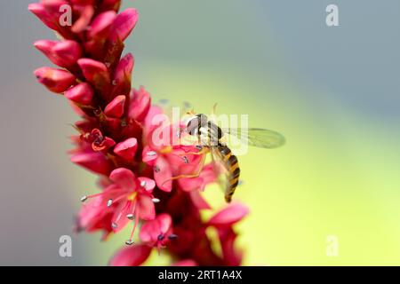 Sphaerophoria scripta (long Hoverfly) femelle sur fleur de Bistorta amplexicaulis (Red Bistort) Banque D'Images