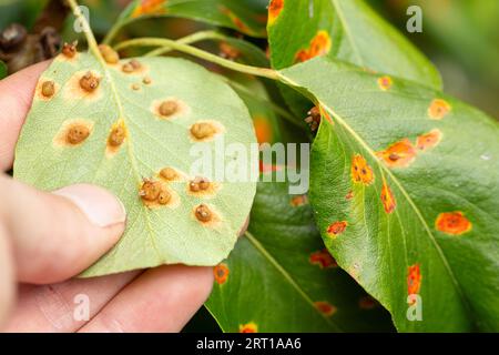 Gymnosporangium sabinae (rouille européenne de la poire) sur feuilles de poire Banque D'Images