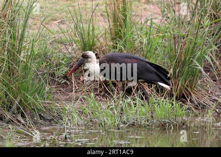 Cigogne africaine à col roulé (Ciconia microscelis), adulte, front de mer, alerte, Sabi Sand Game Reserve, parc national Kruger, Afrique du Sud Banque D'Images