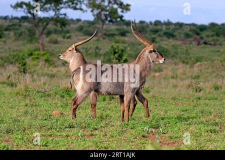 Ellipsen waterbuck (Kobus ellipsiprymnus), adulte, mâle, deux animaux, alerte, cour, parc national Kruger, Afrique du Sud Banque D'Images