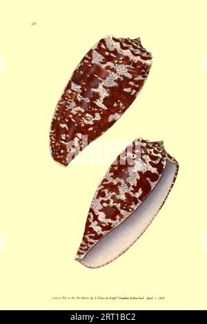 Conus Geographicus, cône géographique Conus geographus, populairement appelé cône de géographie ou cône géographe, est une espèce d'escargot à cône prédateur. Il vit dans les récifs de l'Indo-Pacifique tropical, et chasse les petits poissons. Alors que tous les escargots de cône chassent et tuent leurs proies en utilisant du venin, le venin de Conus geographus est assez puissant pour tuer les humains. Plaque colorée du dépôt du naturaliste, ou, Monthly Miscellany of Exotic Natural History de Donovan, E. (Edward), 1768-1837 Volume 4 1826 composé de plaques élégamment colorées avec des orientations scientifiques et générales appropriées des plus curieux, Banque D'Images