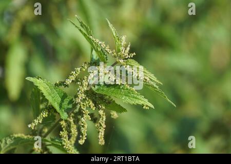 Gros plan ortie commune en fleurs, ortie brûlée, ortie piquante (Urtica dioica), famille des Urticaceae. Fin de l'été, septembre, pays-Bas. Banque D'Images