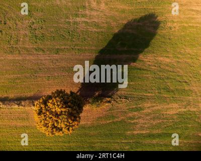 Drone regardant vers le bas sur un seul arbre en terres cultivées jetant une longue ombre avec des couleurs vives d'automne en octobre le jour ensoleillé Banque D'Images