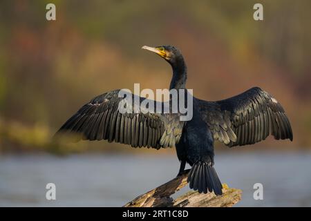 Un oiseau cormoran (Phalacrocorax carbo) debout sur le tronc d'un arbre mort déployant ses ailes avec des plumes noires brillantes pour sécher à la lumière du soleil Banque D'Images