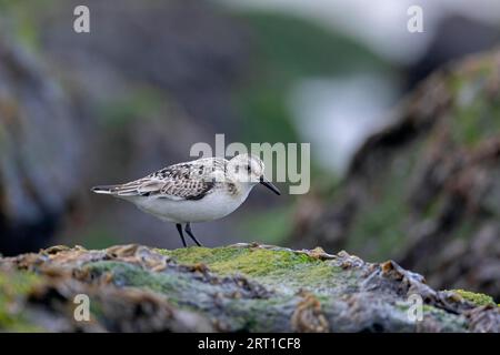 Un Sanderling (Calidris alba) cherche de la nourriture parmi la laitue de mer sur un rocher dans le surf, Un Sanderling cherche de la nourriture parmi la laitue de mer sur un rocher dans Banque D'Images