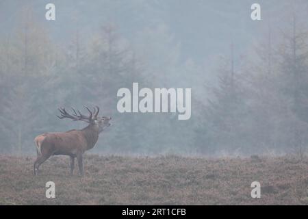 Un cerf rouge (Cervus elaphus) rugit sur une lande, Un cerf rouge rugit sur une lande Banque D'Images