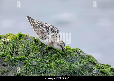 Un Sanderling (Calidris alba) cherche de la nourriture parmi la laitue de mer sur un rocher dans le surf, Un Sanderling cherche de la nourriture parmi la laitue de mer sur un rocher dans Banque D'Images