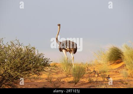 Autruche (Struthio camelus). Femelle avec quatre poussins sur une dune de sable graminée. Désert du Kalahari, parc transfrontalier de Kgalagadi, Afrique du Sud Banque D'Images