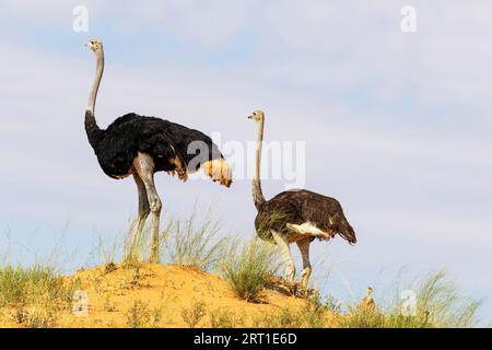 Autruche (Struthio camelus). Mâle à gauche et femelle avec trois poussins sur la crête d'une dune de sable graminée. Désert du Kalahari, Kgalagadi Banque D'Images