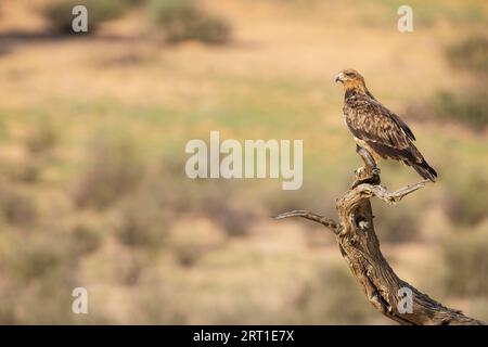 Aigle Tawny (rapax Aquila) . Perching. Désert du Kalahari, parc transfrontalier de Kgalagadi, Afrique du Sud Banque D'Images