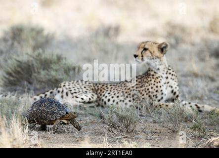 Tortue léopard (Stigmochelys pardalis) . Effrayé et rapidement se précipitant devant un guépard femelle au repos (Acinonyx jubatus) qui n'en montre aucun Banque D'Images