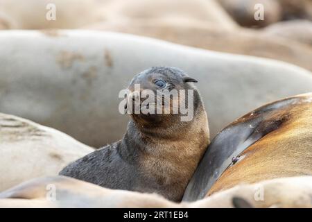 Phoque à fourrure du Cap (Arctocephalus pusillus). Chiot. Réserve de phoques de Cape Cross, Skeleton Coast, parc national de Dorob, Namibie Banque D'Images