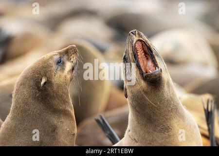 Phoque à fourrure du Cap (Arctocephalus pusillus). Bâillons. Réserve de phoques de Cape Cross, Skeleton Coast, parc national de Dorob, Namibie Banque D'Images