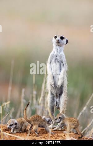 Suricate (Suricata suricatta). Aussi appelé Meerkat. Femelle avec trois jeunes à leur terrier. À l'affût. Désert du Kalahari, Kgalagadi Banque D'Images