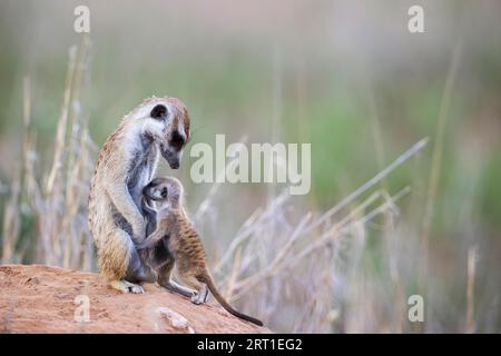 Suricate (Suricata suricatta). Aussi appelé Meerkat. Femelle protectrice avec des jeunes allaités à leur terrier. Désert du Kalahari, Kgalagadi transfrontalier Banque D'Images