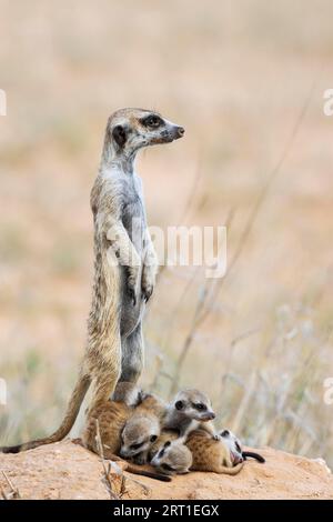 Suricate (Suricata suricatta). Aussi appelé Meerkat. Femelle avec cinq jeunes à leur terrier. À l'affût. Désert du Kalahari, Kgalagadi transfrontalier Banque D'Images