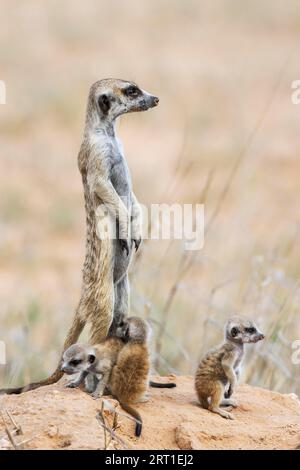 Suricate (Suricata suricatta). Aussi appelé Meerkat. Femelle avec trois jeunes à leur terrier. À l'affût. Désert du Kalahari, Kgalagadi Banque D'Images