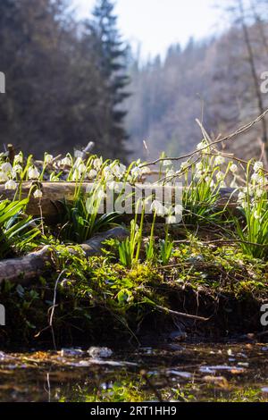 Marchflowers dans les prairies de la vallée de Polenz. Chaque année, des milliers de flocons de neige en fleurs attirent les visiteurs dans la vallée de Polenz pour le printemps Banque D'Images