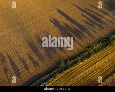 Longues ombres d'une rangée de peupliers au soleil bas un soir d'été près de Hohnstein en Suisse saxonne Banque D'Images