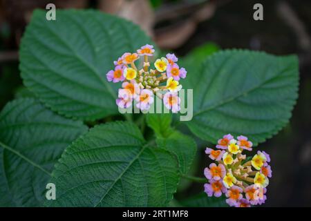 Fleurs blanches et roses dans kottakkal Kerala Inde Banque D'Images