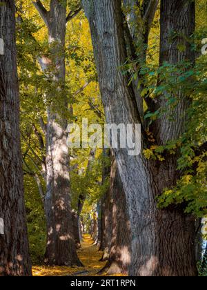 Cottonwood Alley à Ratisbonne, Bavière pendant l'automne Banque D'Images