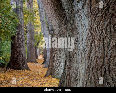 Cottonwood Alley à Ratisbonne, Bavière pendant l'automne Banque D'Images